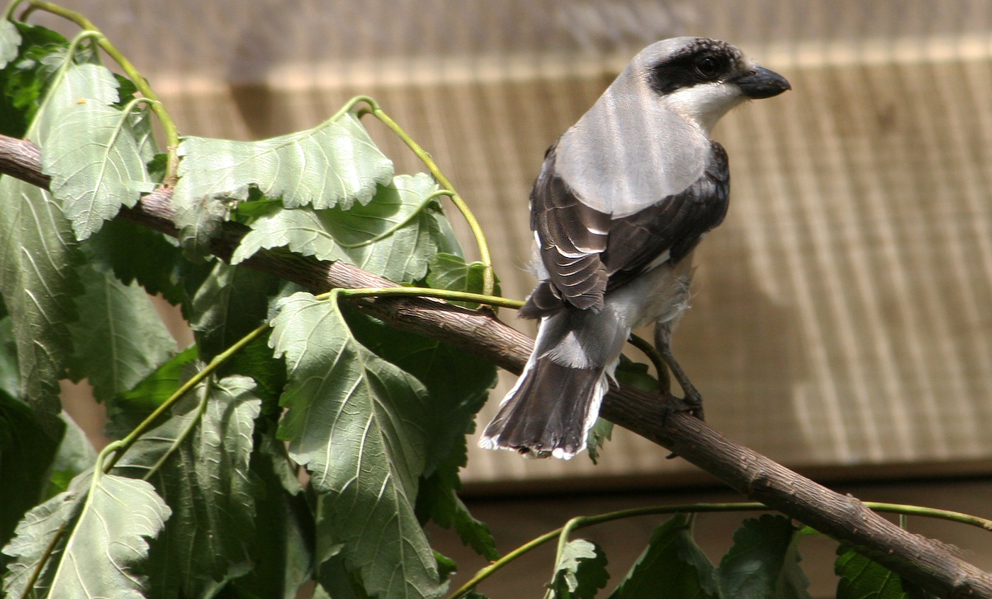 Lesser grey shrike