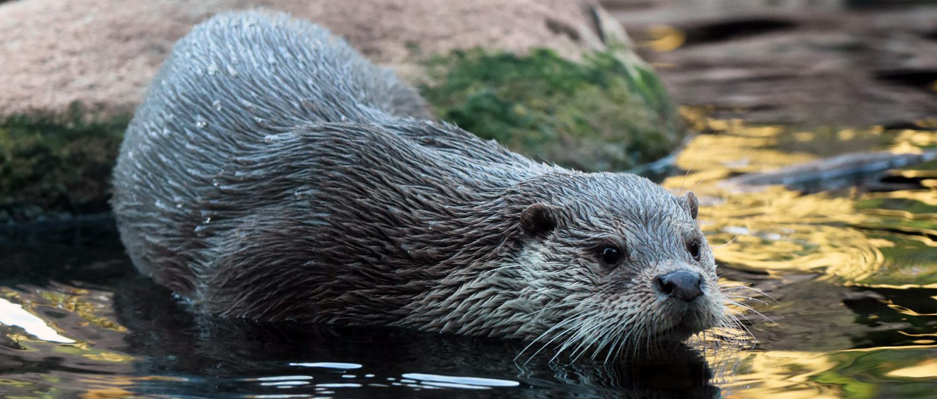 Eurasian otter