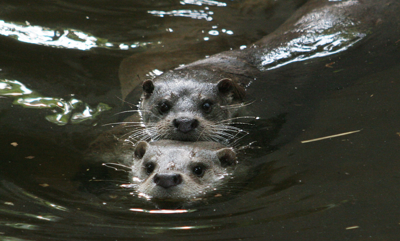 Eurasian otter