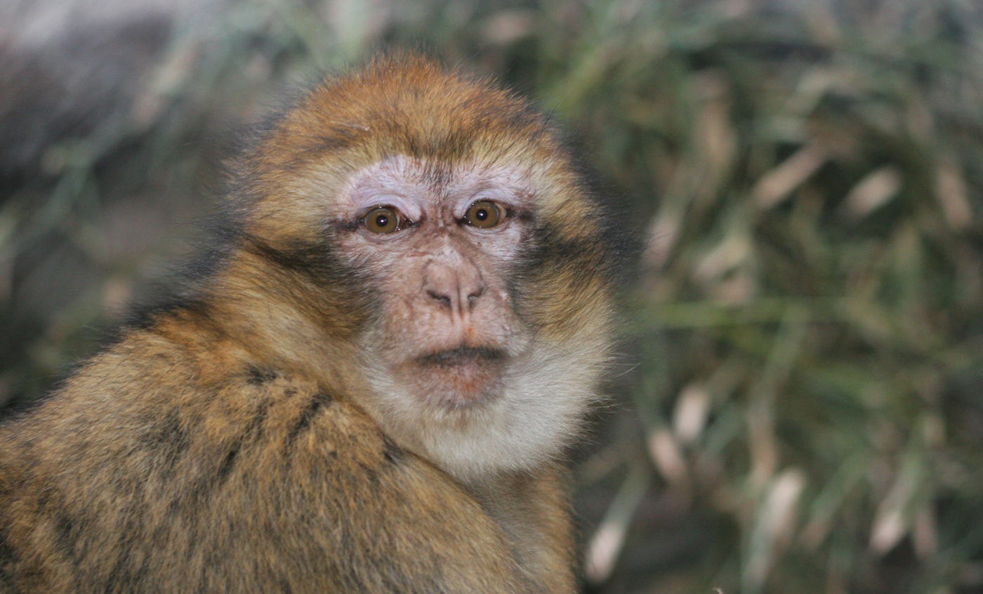 Macaco de Barbaria