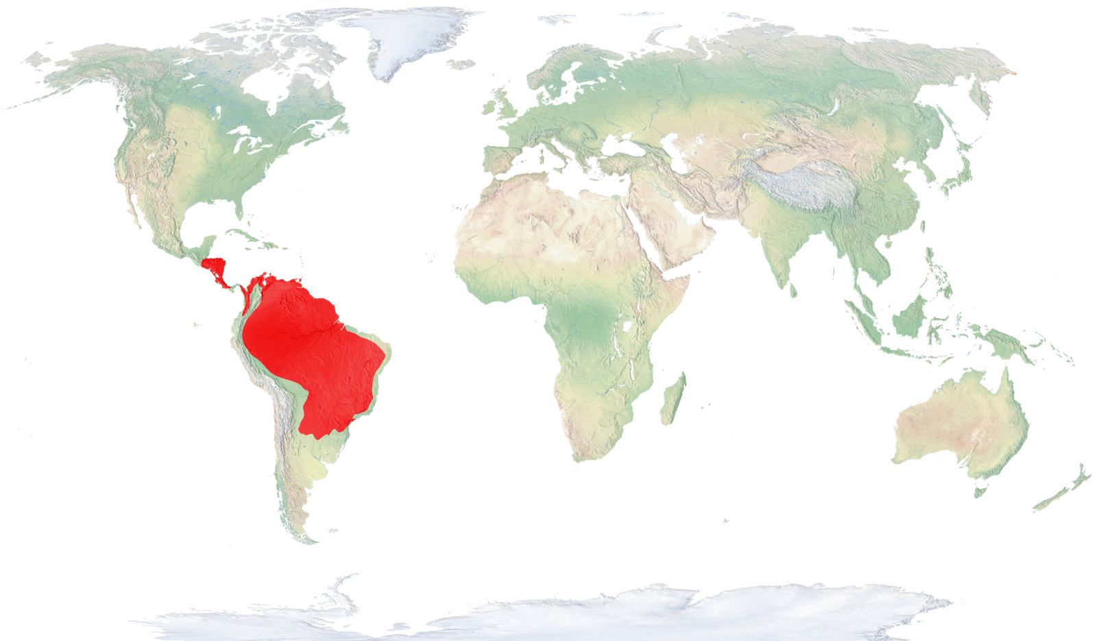 Antiguedad de los osos hormigueros