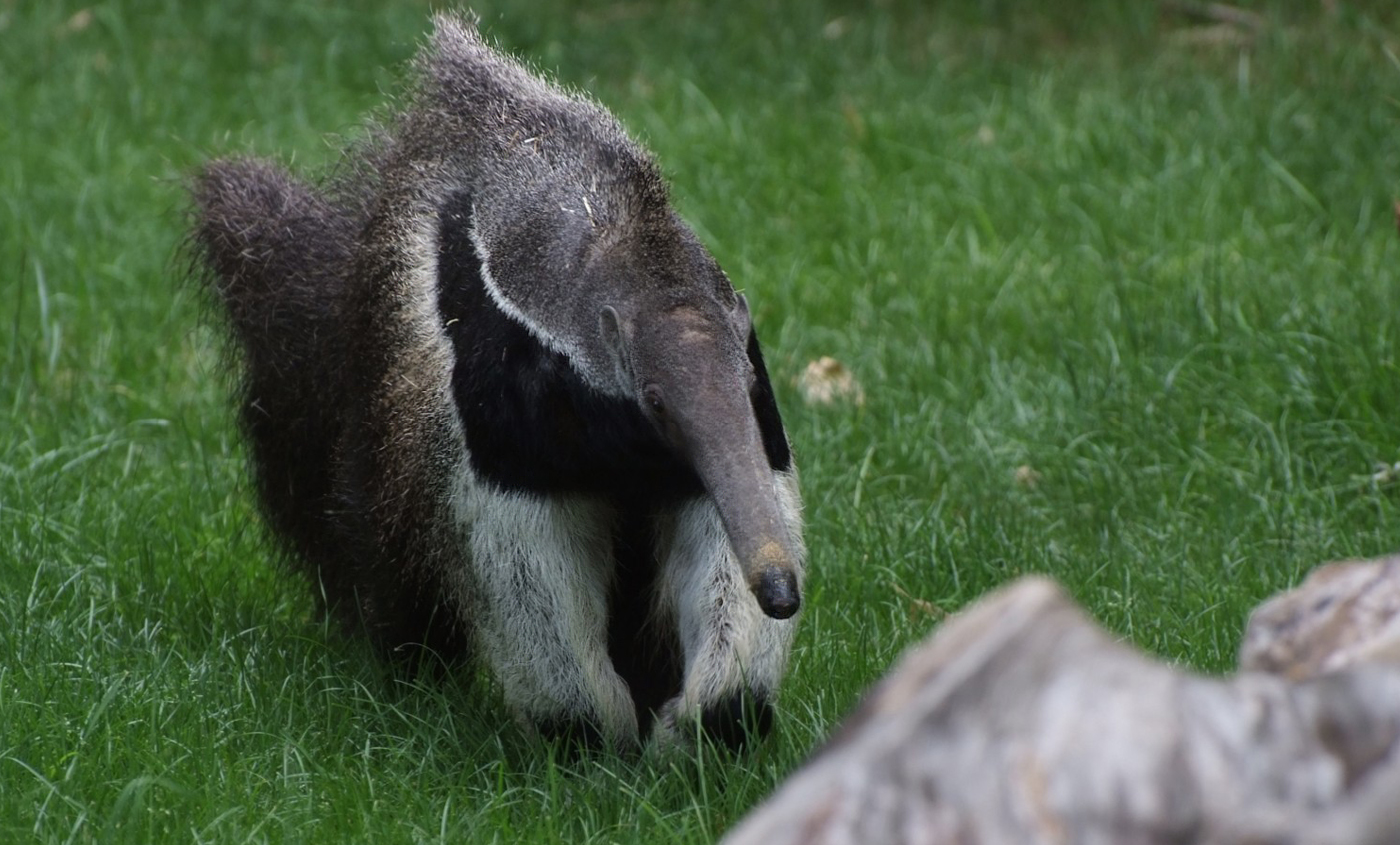 giant anteater attack