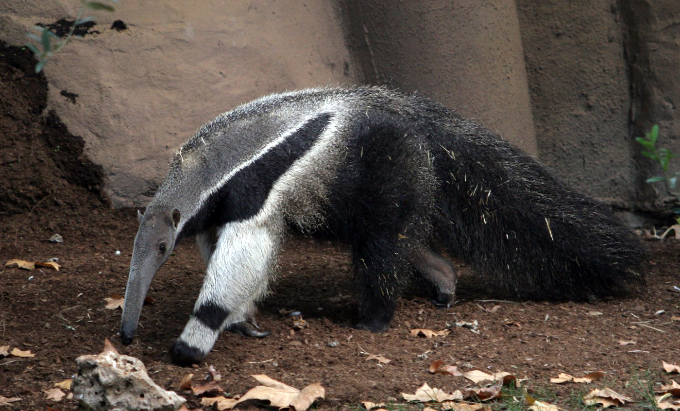 Antiguedad de los osos hormigueros