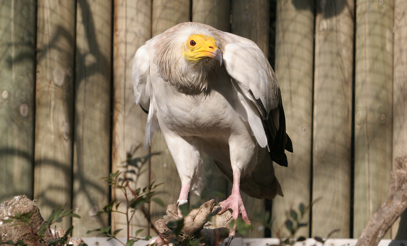 Aegyptian vulture