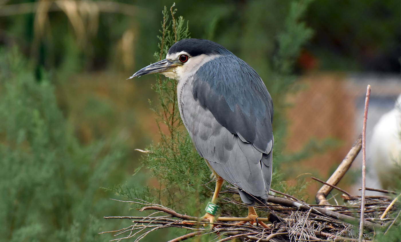 Black-crowned night-heron