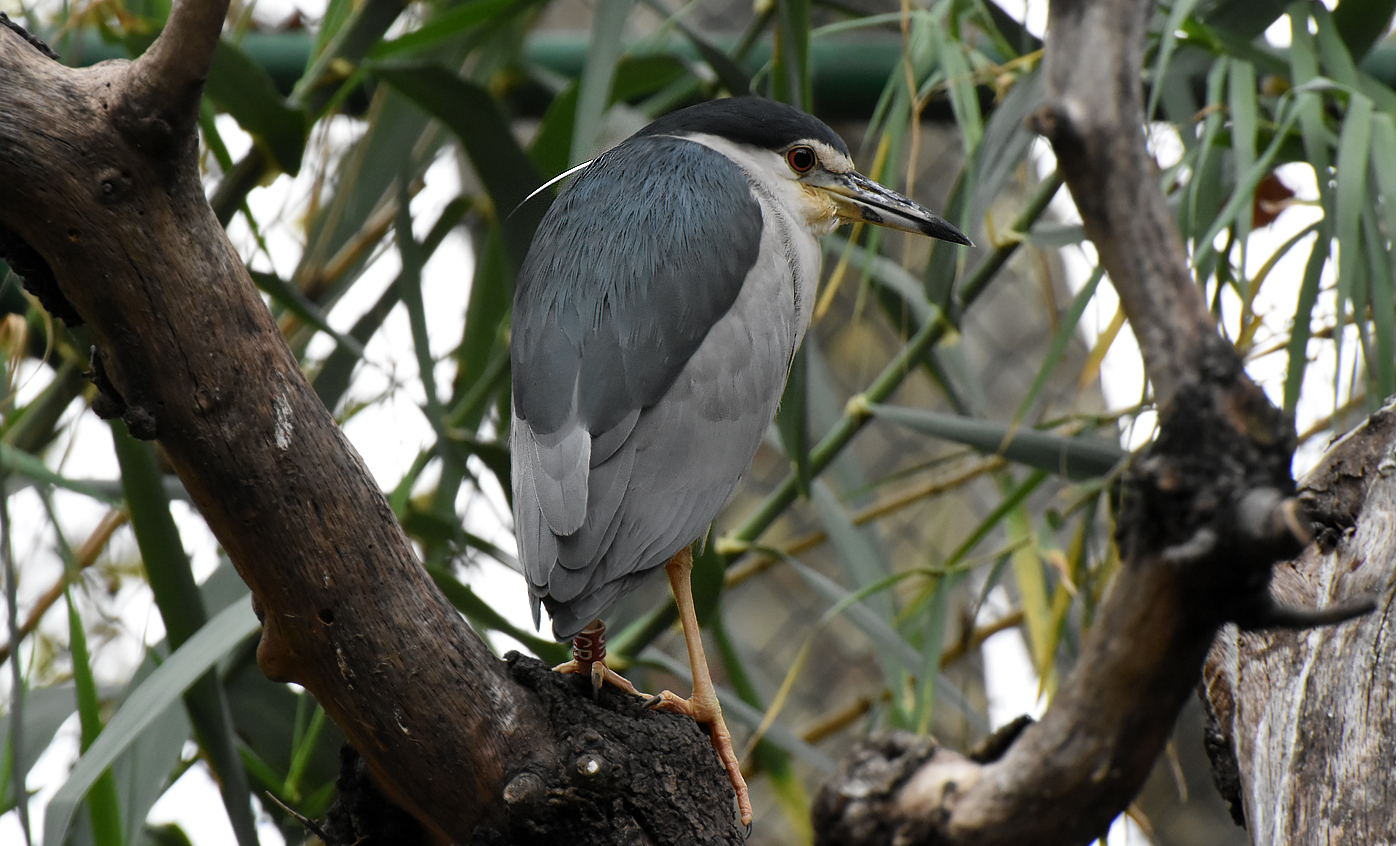 Black-crowned night-heron