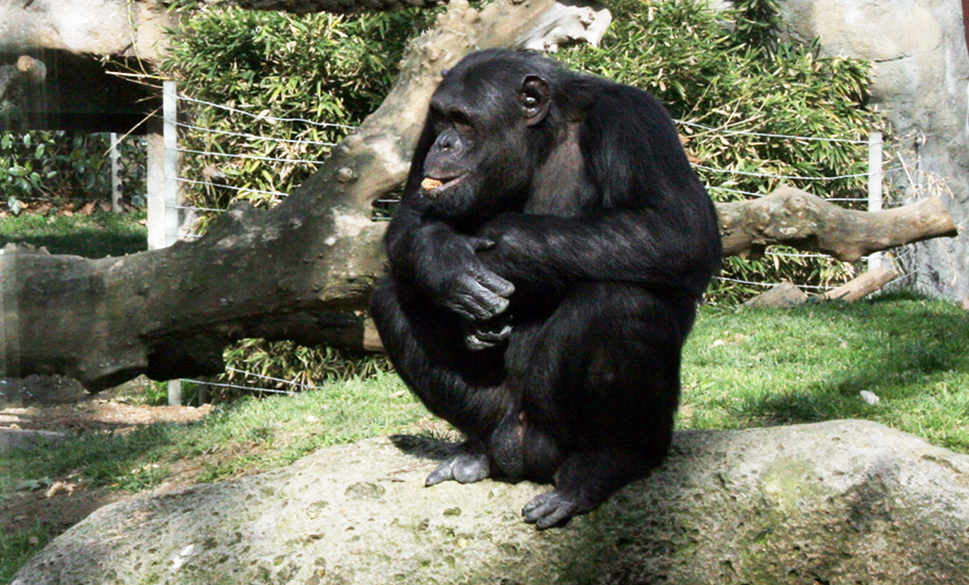Chimpanzee - Zoo Barcelona