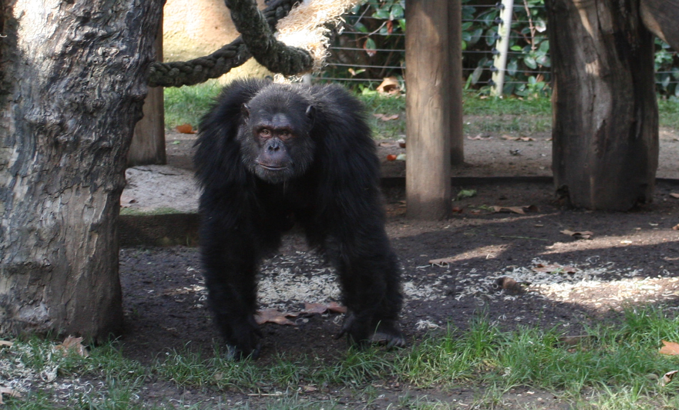Chimpancé - Zoo Barcelona