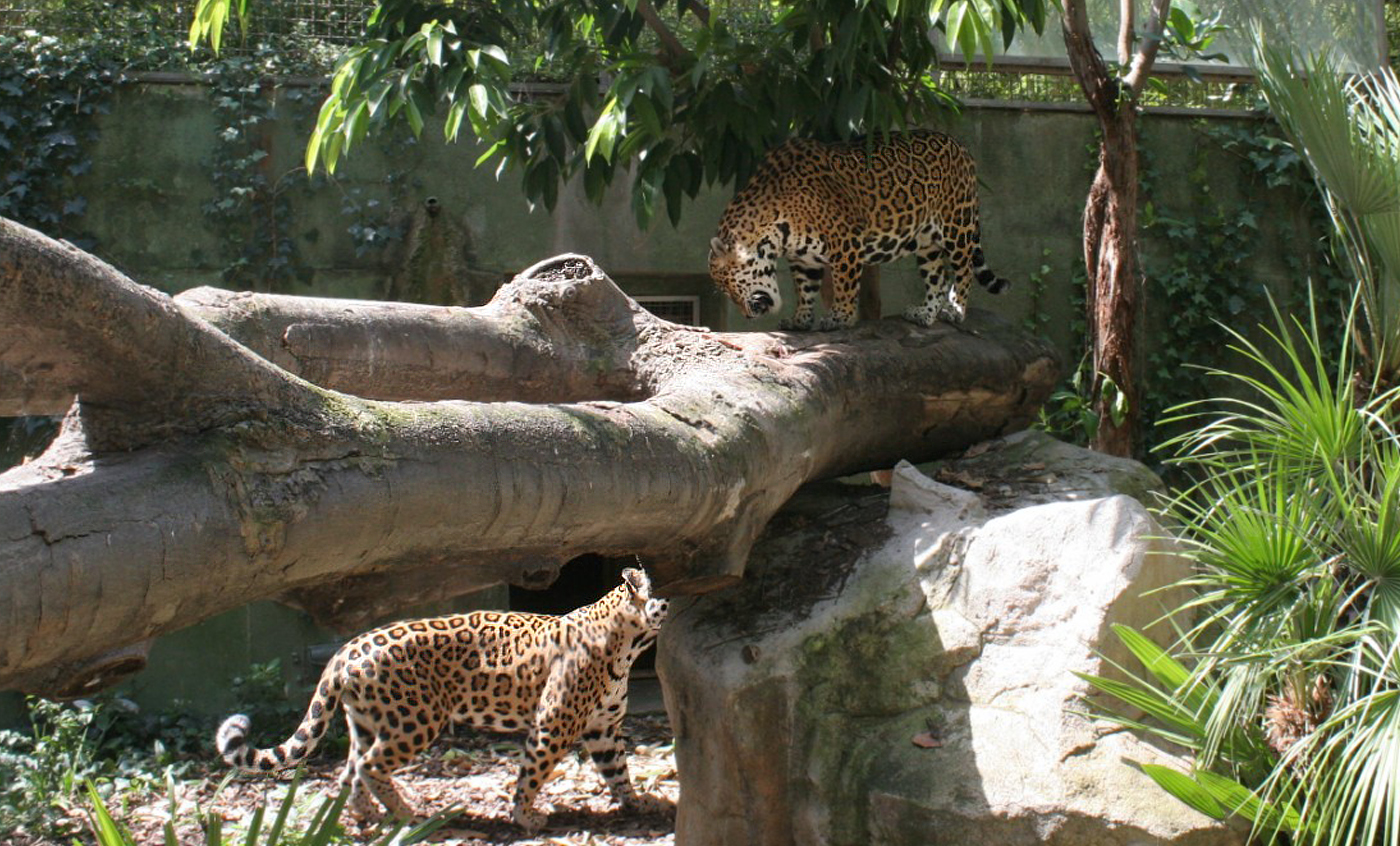 Jaguar