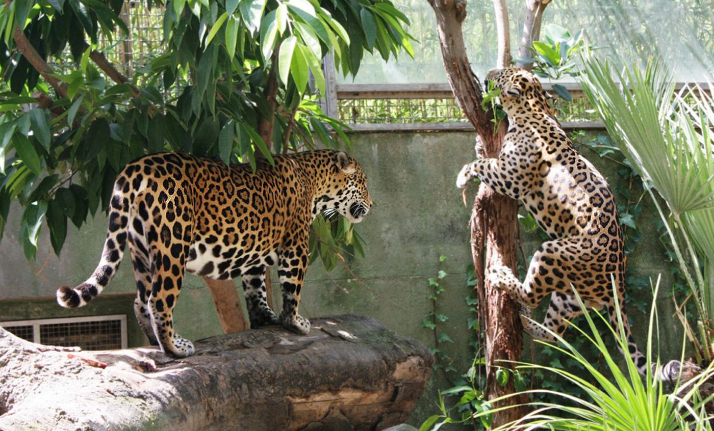 Jaguar