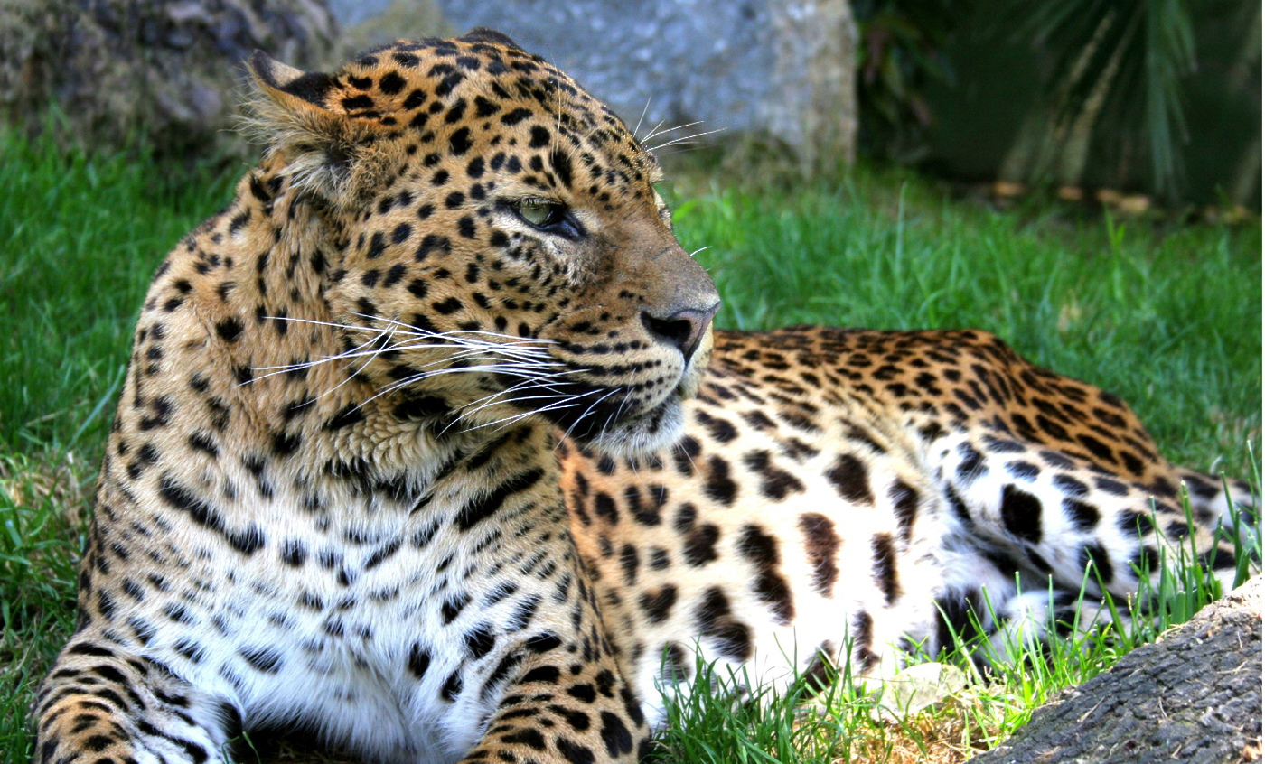 Sri Lankan Leopard