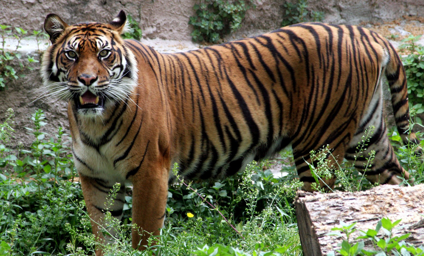 Sumatran tiger | Zoo Barcelona