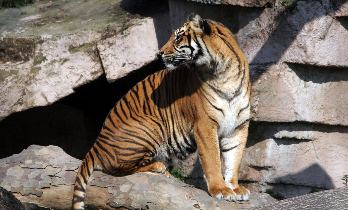 Sumatran tiger