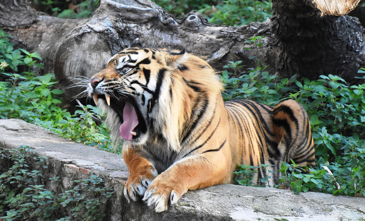 Tigre de Sumatra