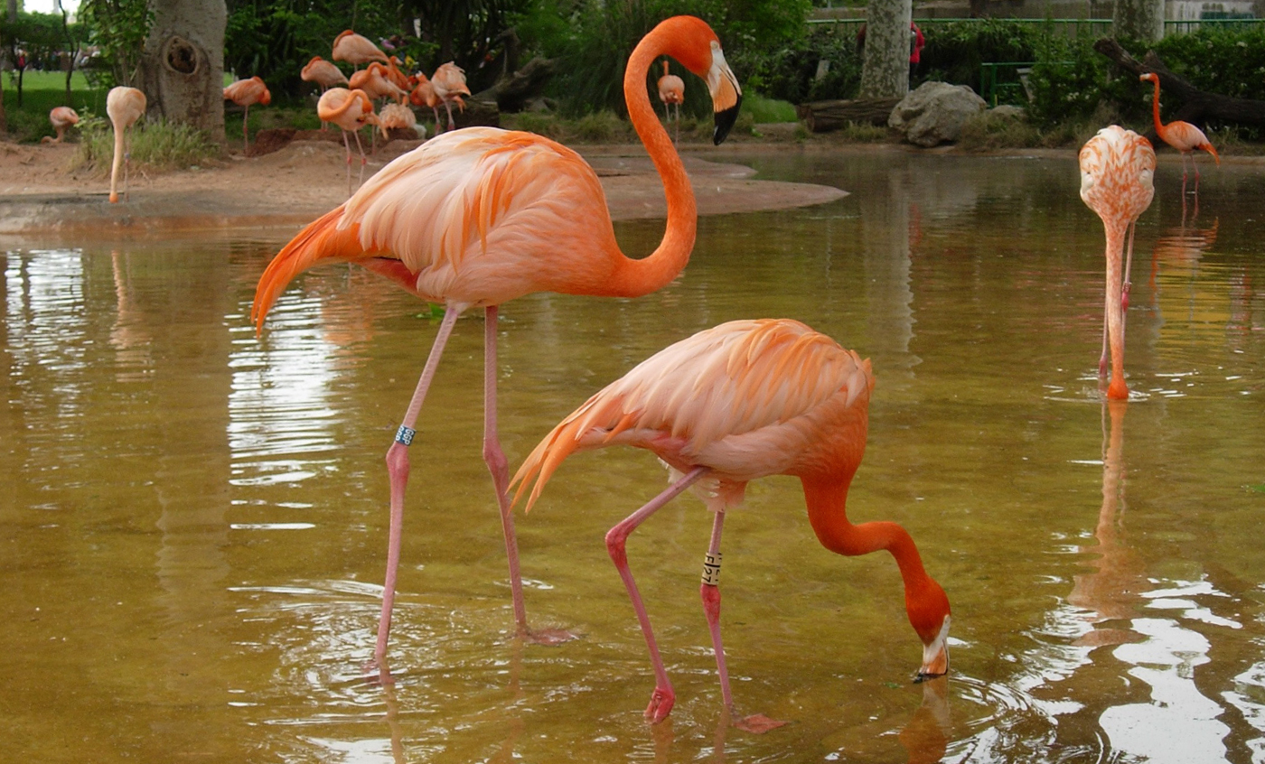 flamencos naranjas