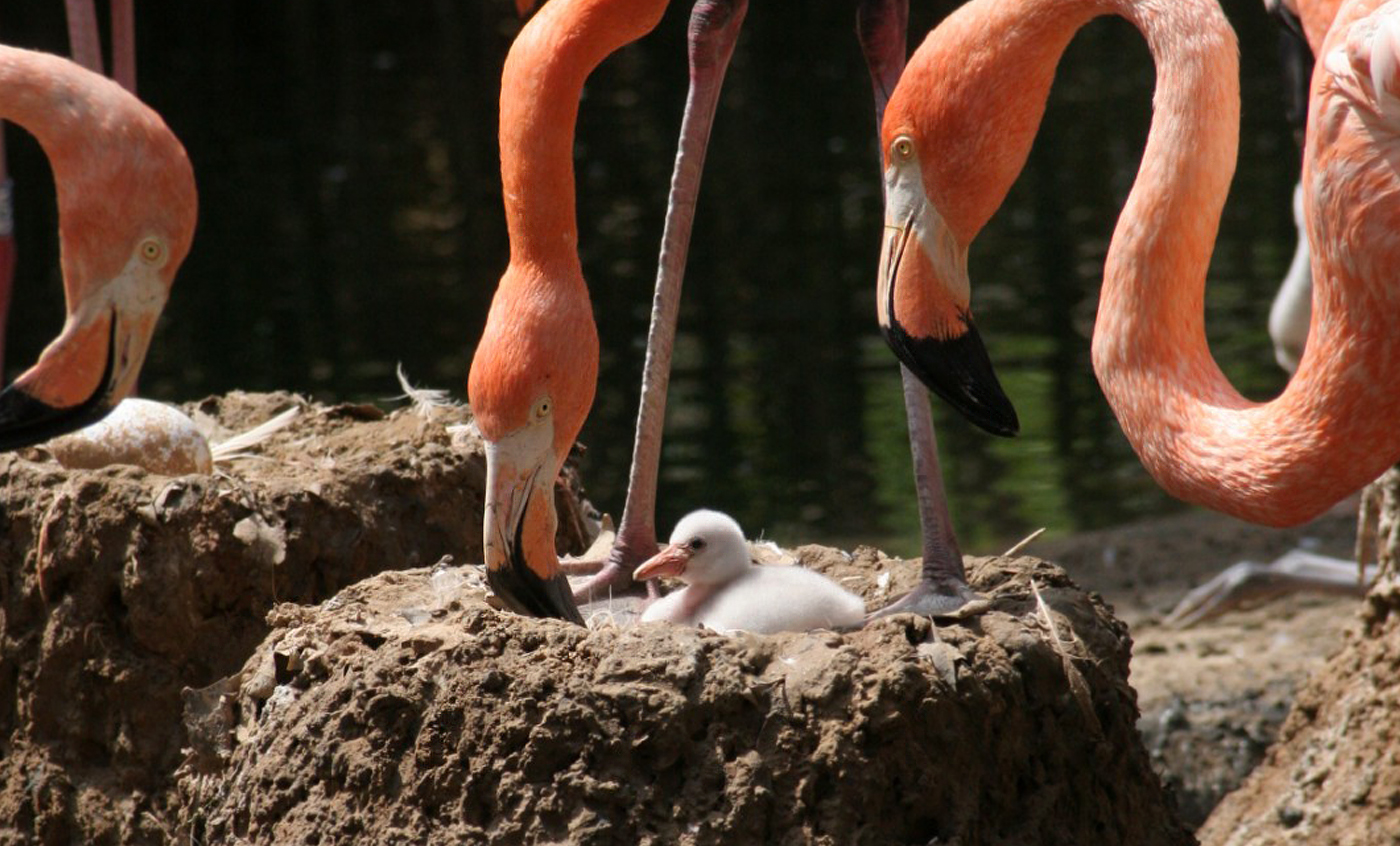 American flamingo