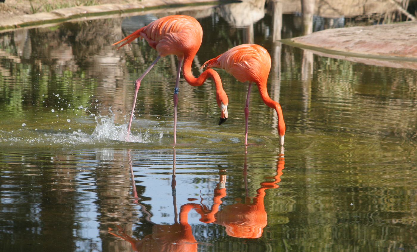 American flamingo