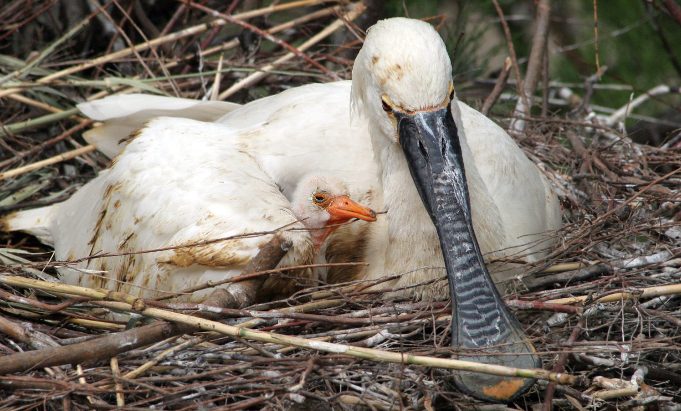 Eurasian spoonbill