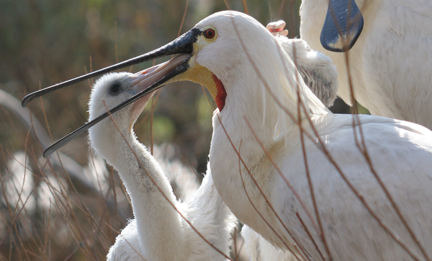 Eurasian spoonbill