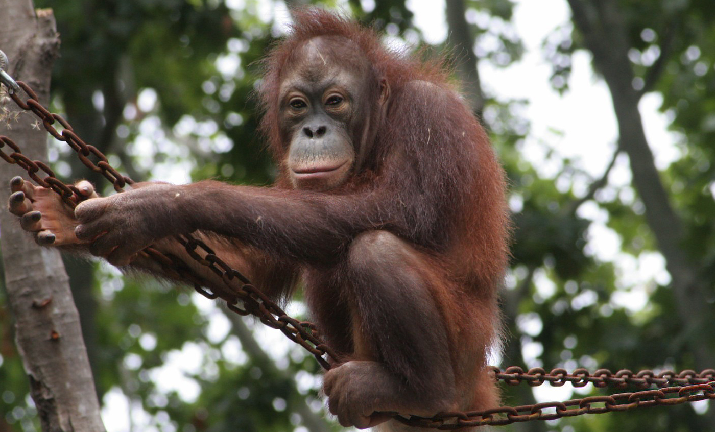 Orangután de borneo - Zoo Barcelona