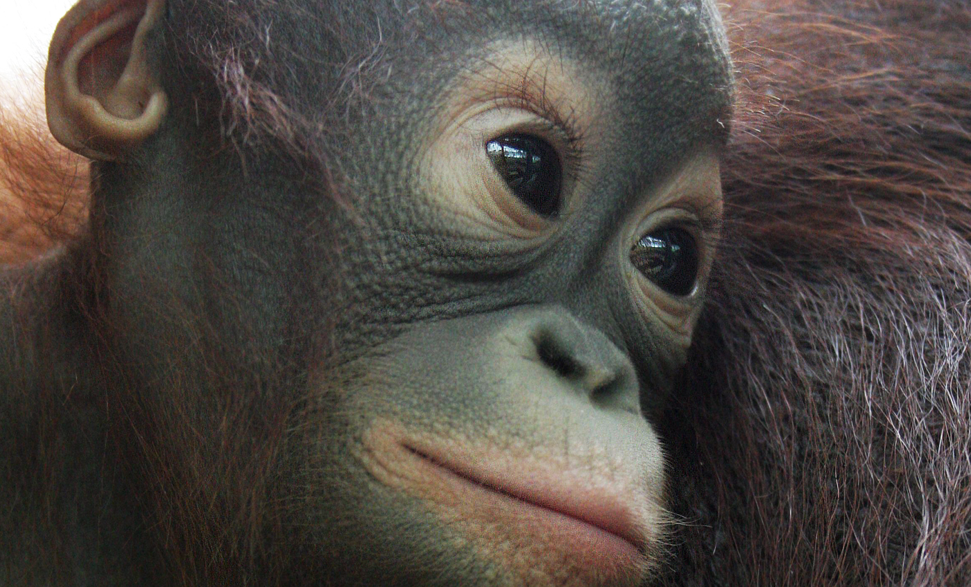 Orangutan de borneo