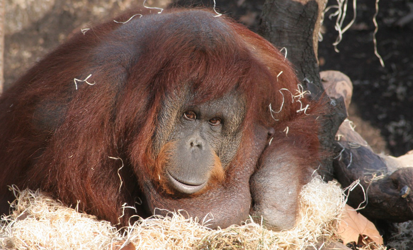 Orangután de borneo - Zoo Barcelona