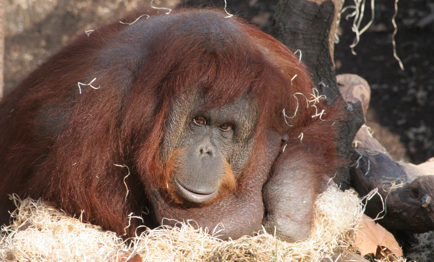 Bornean orangutan  - Zoo Barcelona