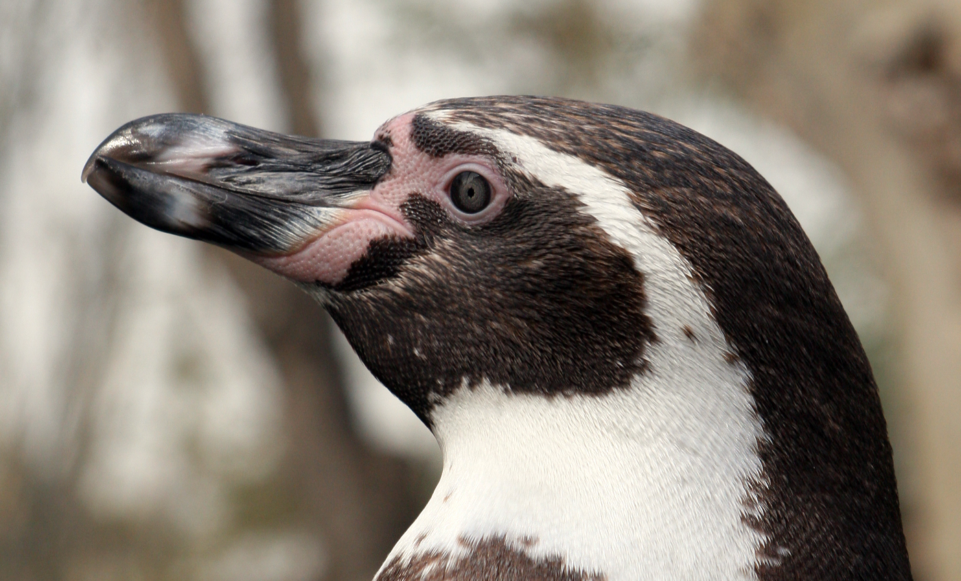 Pájaro bobo de humboldt - Zoo Barcelona