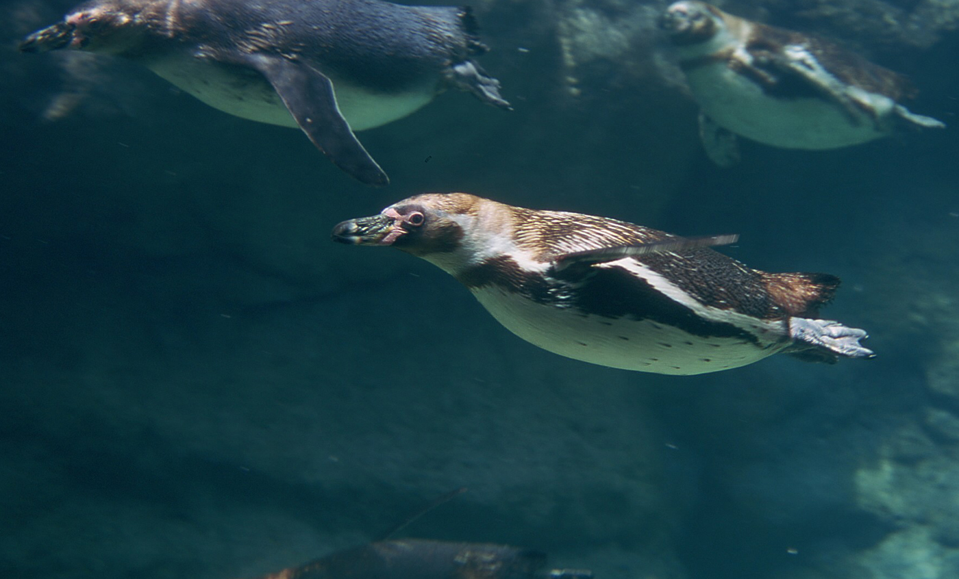 Pájaro bobo de humboldt - Zoo Barcelona