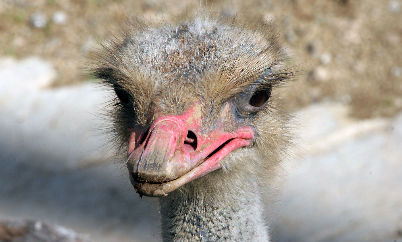 Avestruz Zoo Barcelona