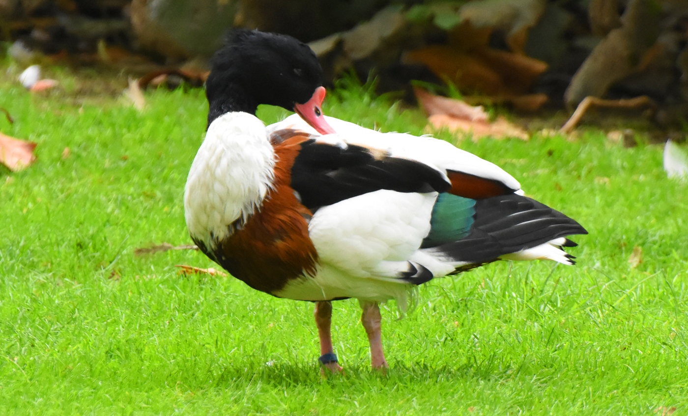 Common shelduck