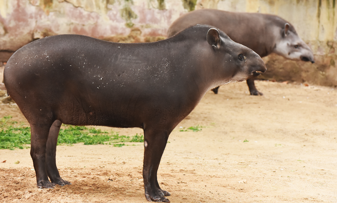 Tapir amazónico