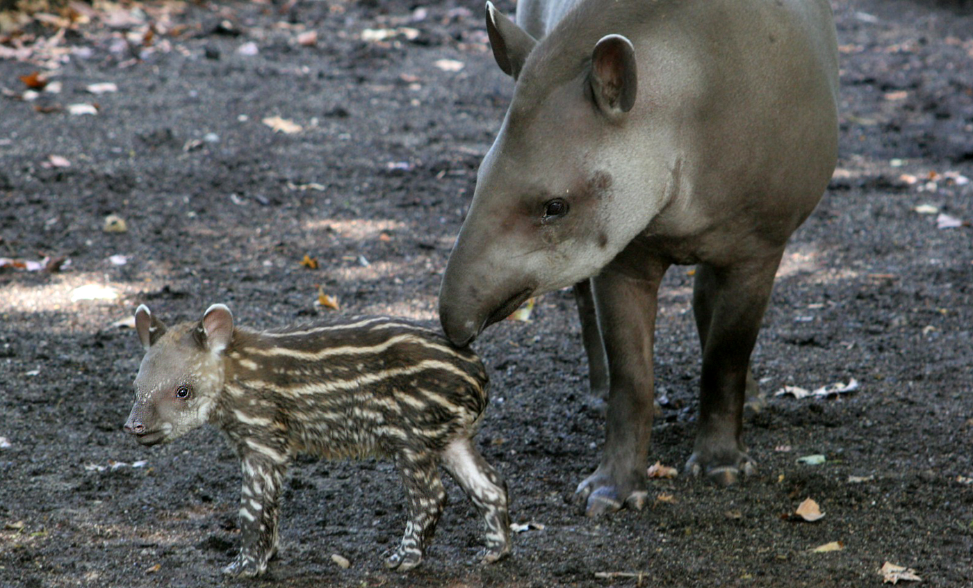 Tapir amazónico