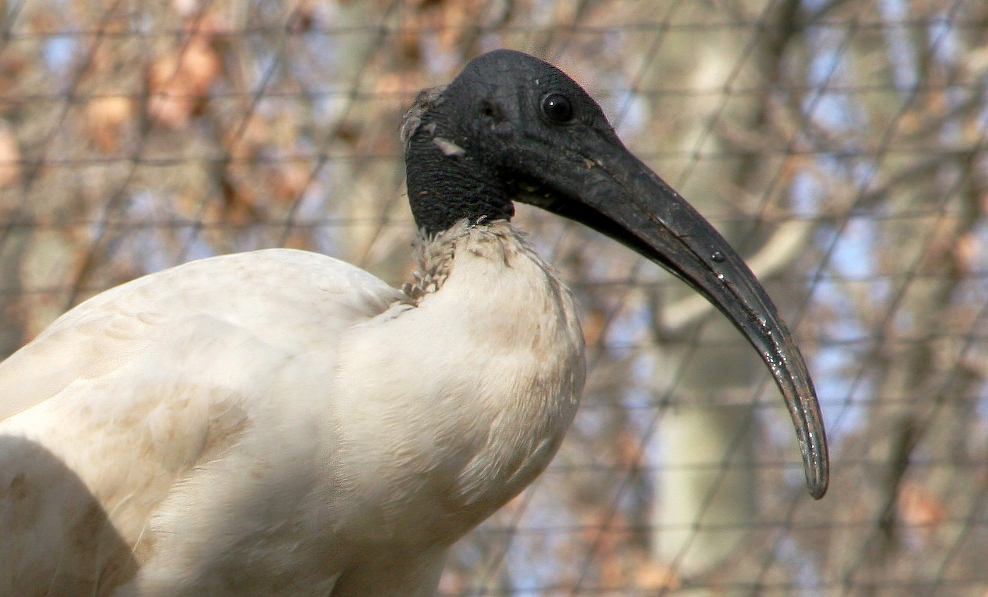 Ibis sagrat africà