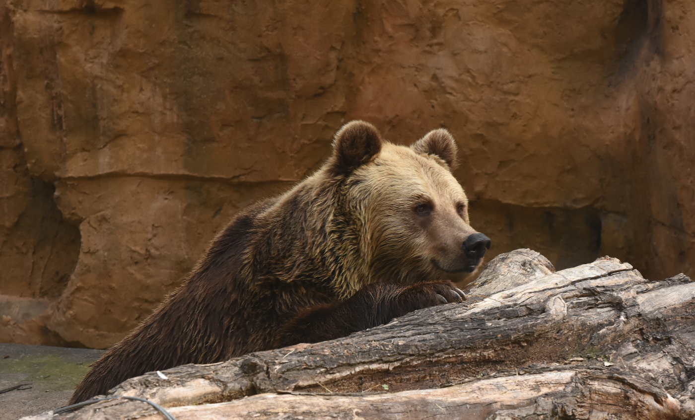 Brown bear - Zoo Barcelona