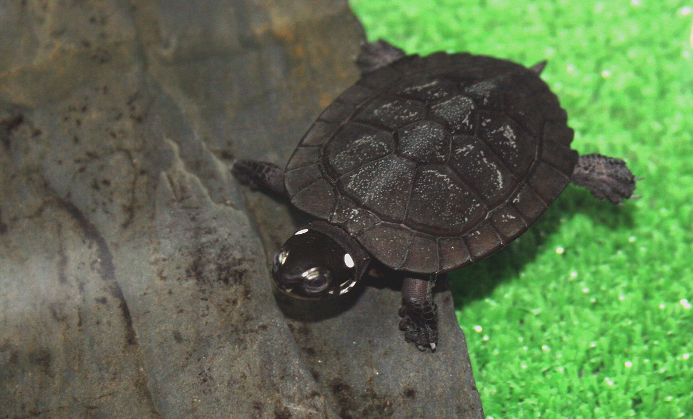 Black marsh turtle
