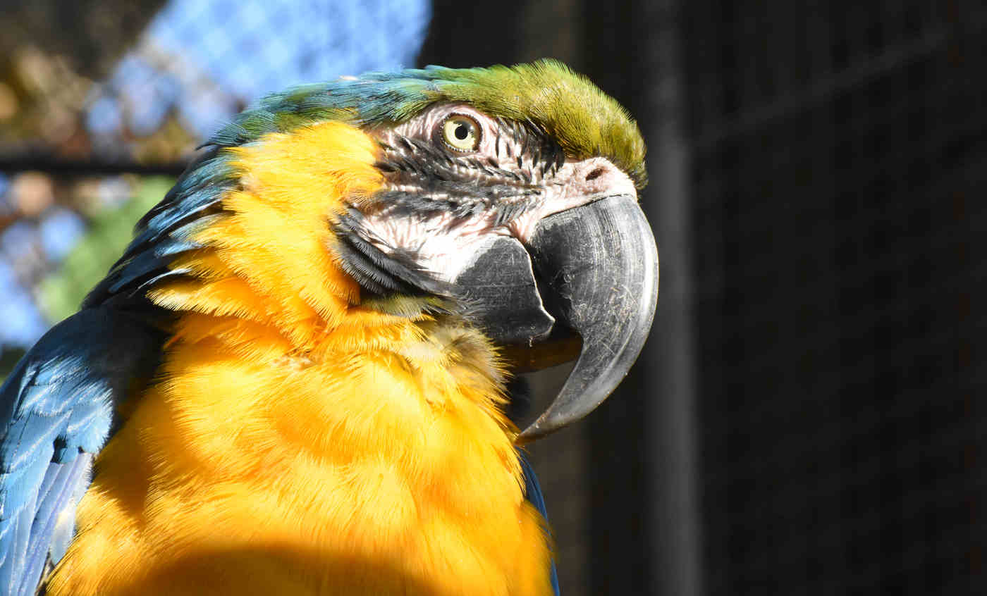 Blue-and-yellow macaw