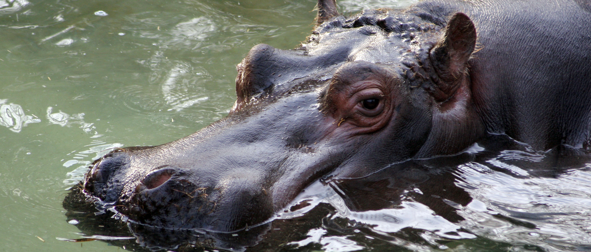 Hippopotamus amphibius