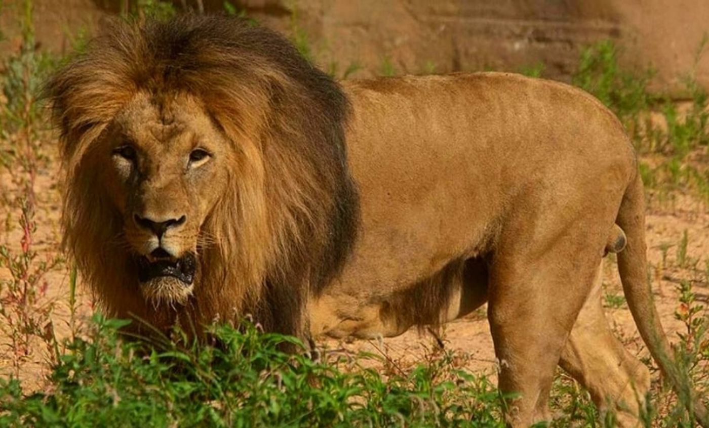 Lion - Zoo Barcelona