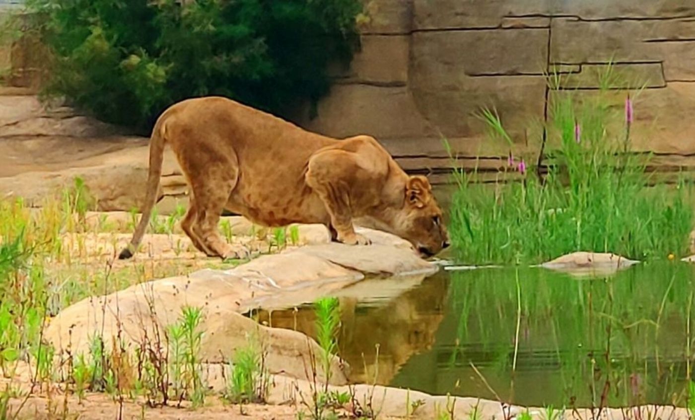 Lion - Zoo Barcelona