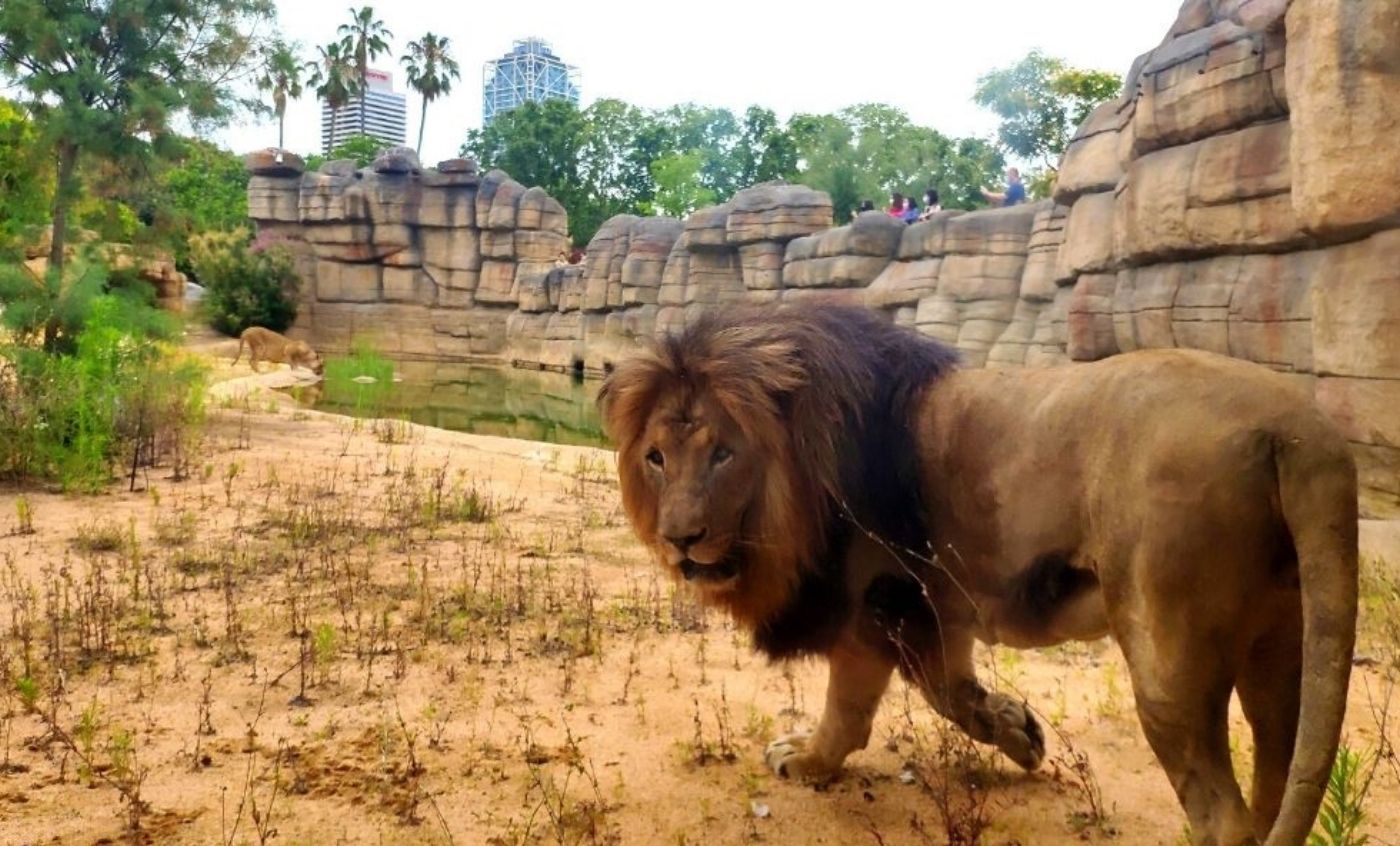 Lion - Zoo Barcelona