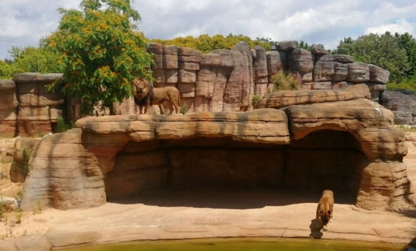 León | Zoo Barcelona