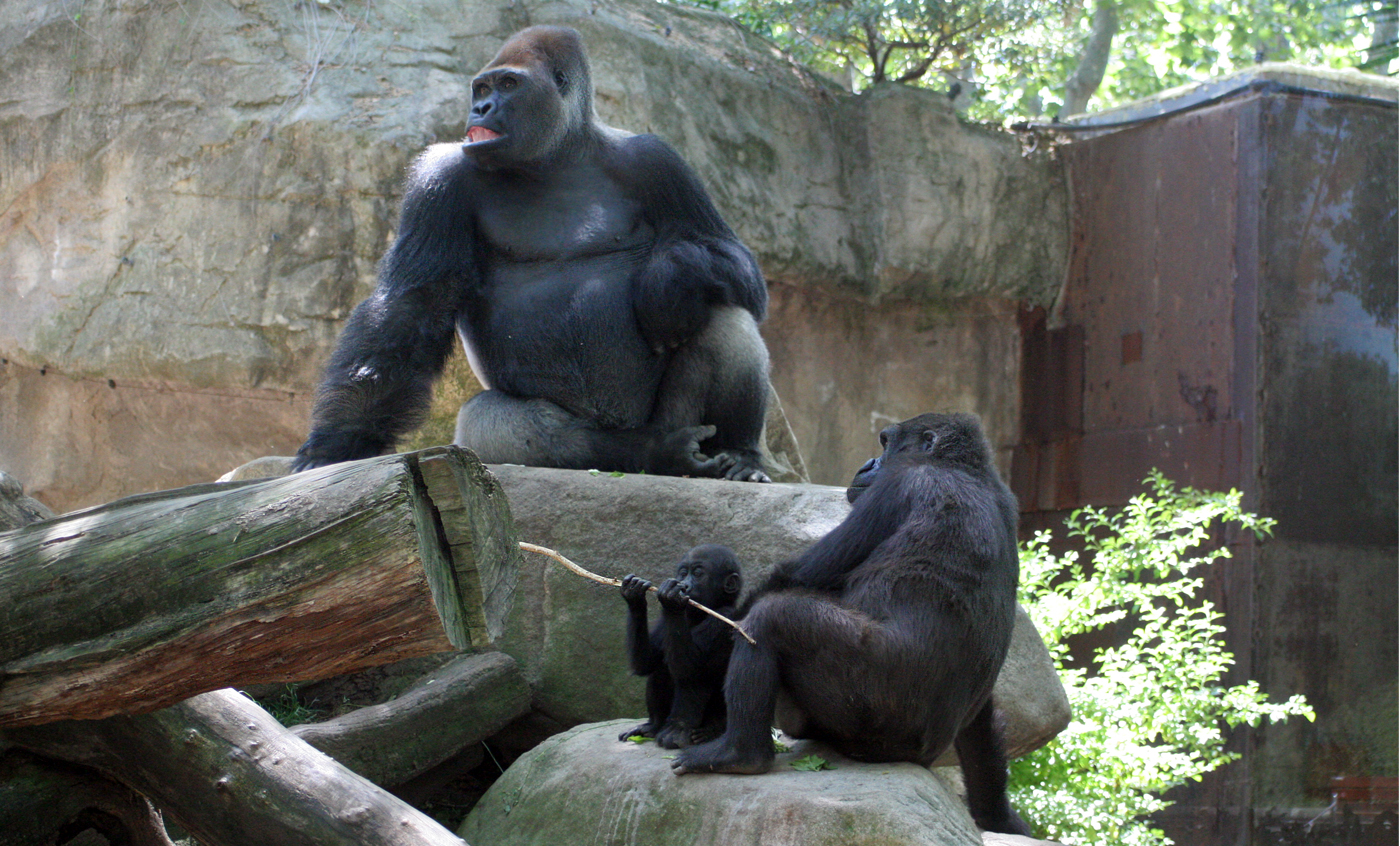 Western lowland gorilla - Zoo barcelona