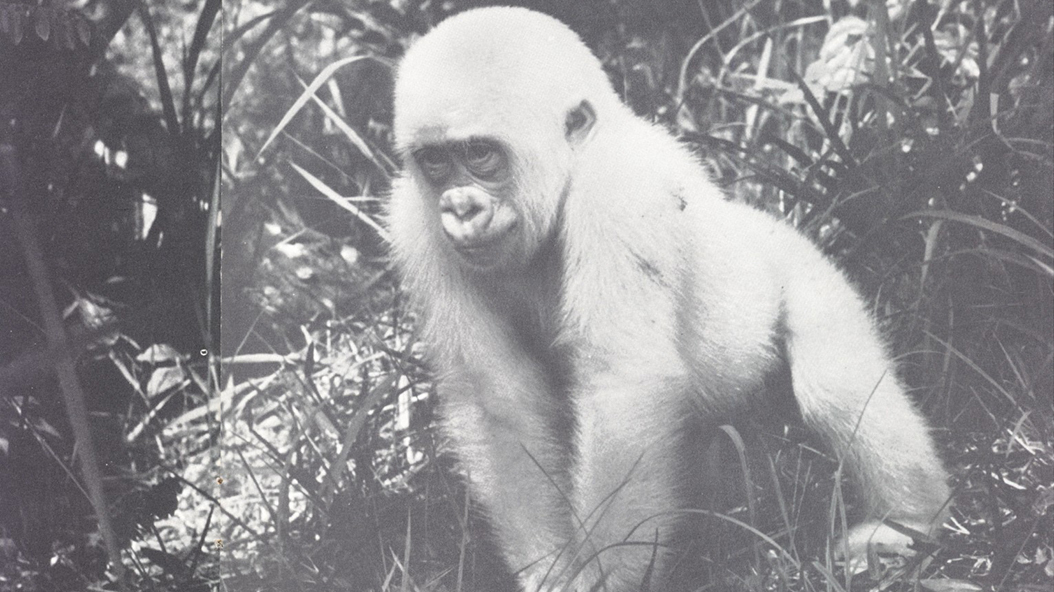 baby white gorilla