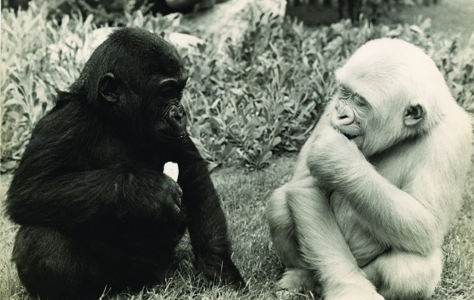 1966 - Zoo Barcelona
