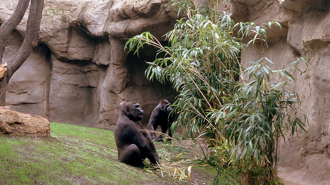 1994-1999 - Zoo Barcelona