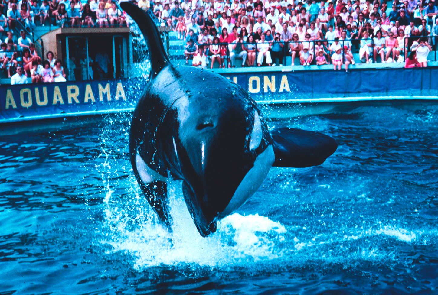 ulisses-orca-zoo barcelona-aquarama-barcelona