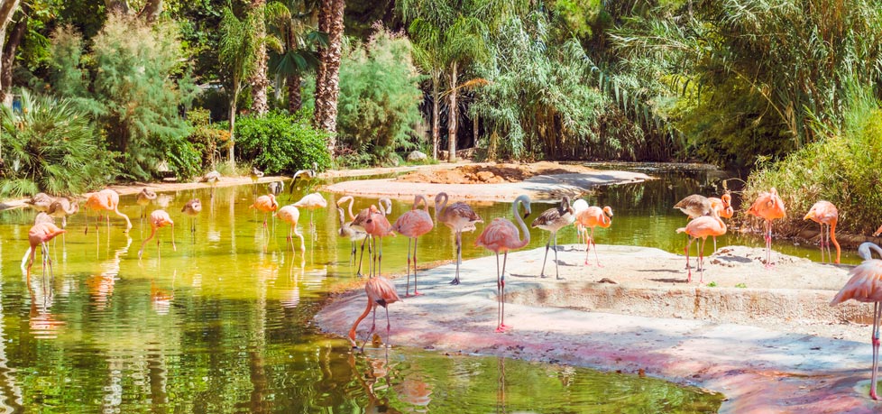 zoo flamencs