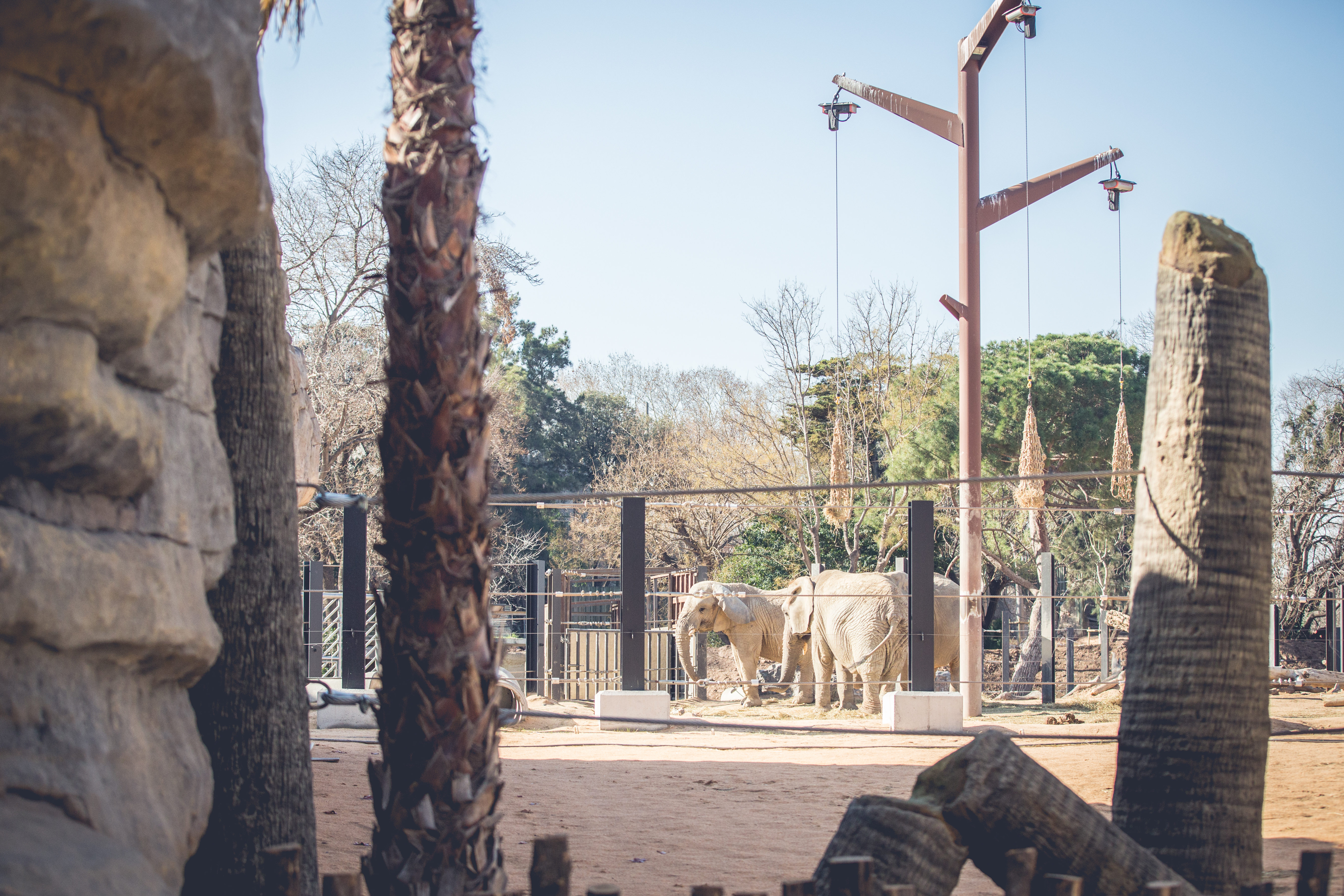 Elefants Zoo de Barcelona