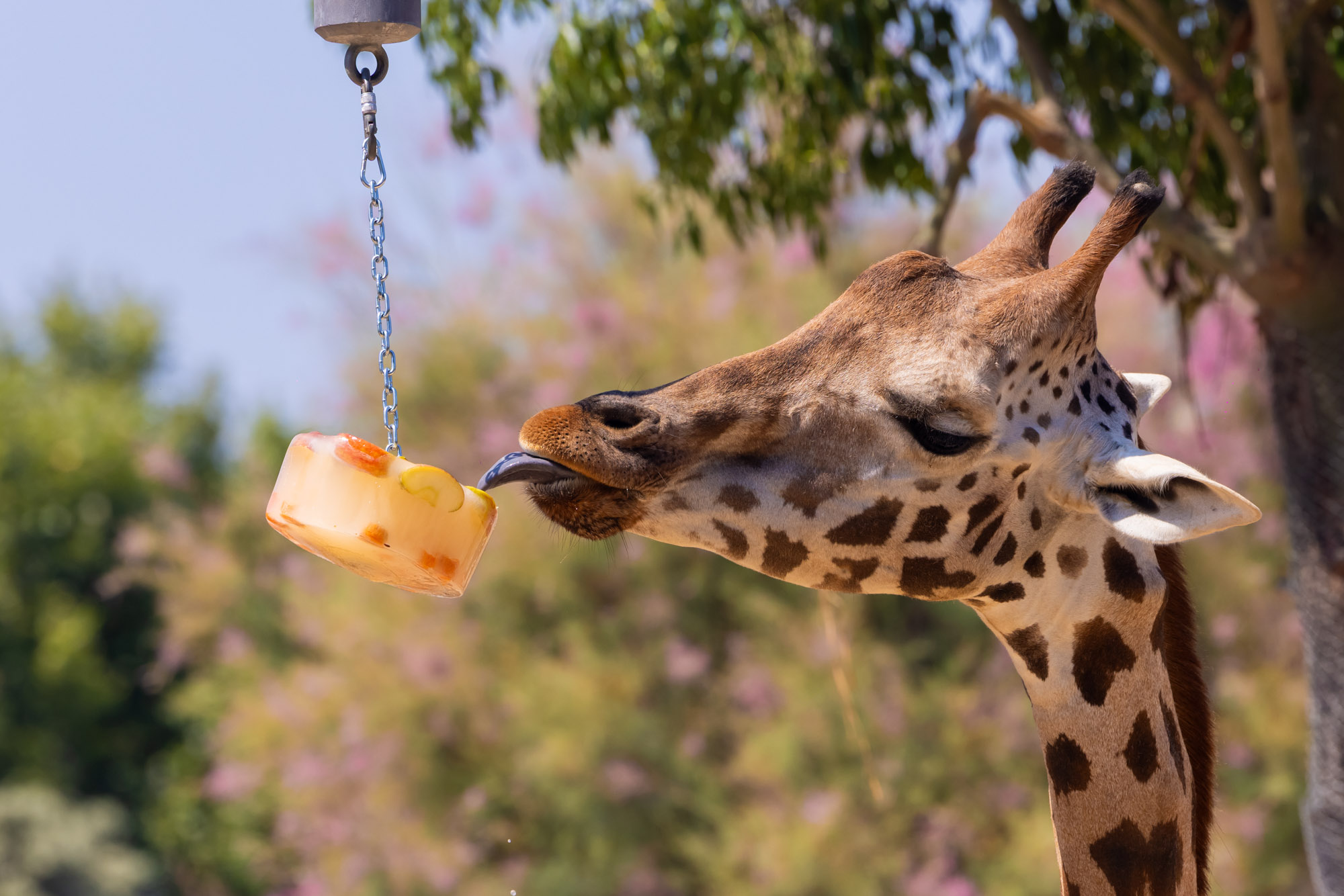 Girafa menjant gelat
